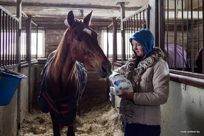 Лошади в конюшне стоковое изображение. изображение насчитывающей строб -  34017635