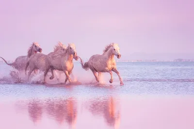 Лошадей в воде фото