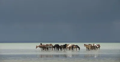 Две Красивые Лошади, Стоящие В Голубой Воде. Панорама Для Веб-сайта  Фотография, картинки, изображения и сток-фотография без роялти. Image  88336151