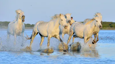 черно белое фото двух лошадей в воде, черно белые изображения лошадей фон  картинки и Фото для бесплатной загрузки