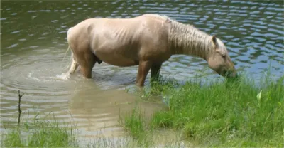 Фотография лошади бегущей в воде