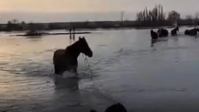 Белые Лошади Бегущие В Воде На Закате — стоковые фотографии и другие  картинки Лошадь - Лошадь, Бегать, Животные в дикой природе - iStock