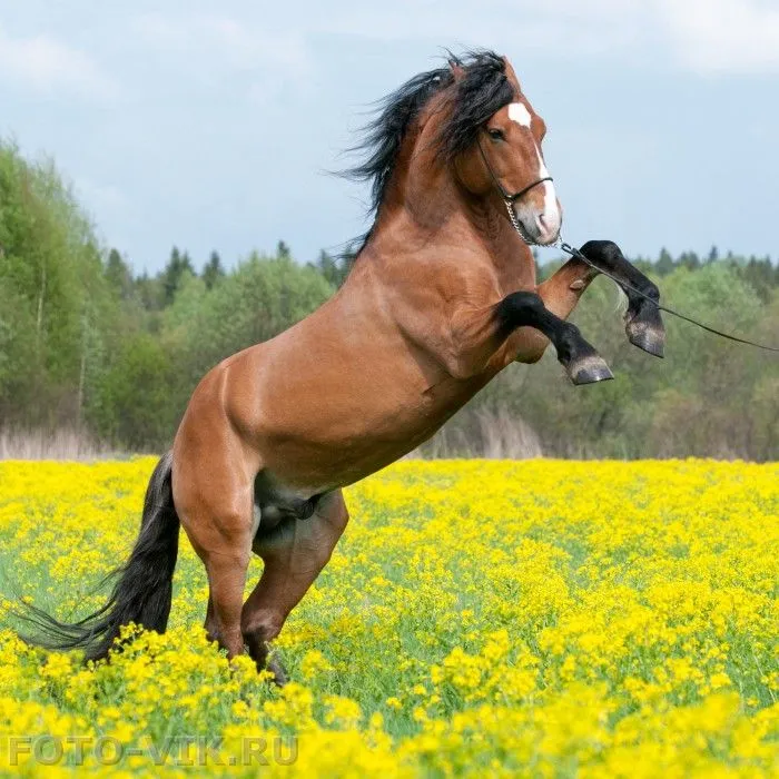 Spring horse. Лошадь в поле. Лошади летом. Весенняя лошадь. Позитивный конь.