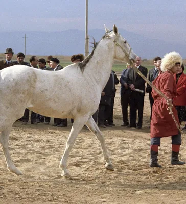 ООО \"Ахалтекинец\" - клубы - equestrian.ru