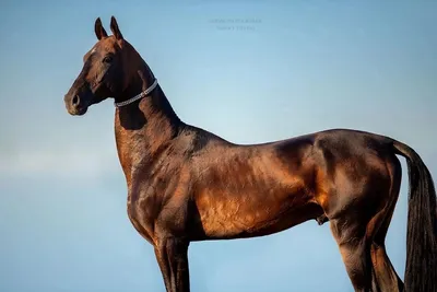 akhal teke - Gapur | Ахал теке, Породистые лошади, Ахалтекинская лошадь