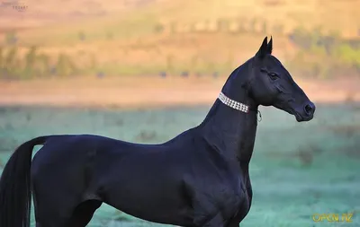 Akhal-Teke horse Ахалтекинская лошадь | Akhal teke horses, Rare horses,  Horses