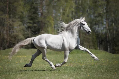 ИСТОРИЯ ПОРОДЫ. KWPN ИЛИ ГОЛЛАНДСКАЯ ТЕПЛОКРОВНАЯ | ESU Horses