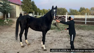 Породы лошадей: все породы лошадей с фото, самые красивые породистые лошади  | Блог зоомагазина Zootovary.com