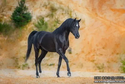 Арабские Скакуны