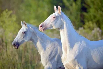 Лошади белые фото