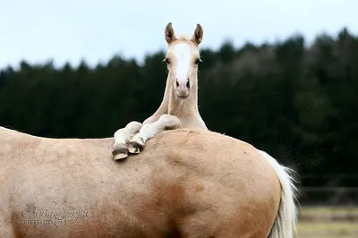 Моя пегая любовь❤️#horse #equestrian #конюшня #конникипоймут #конныйсп... |  TikTok