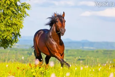 Конный Клуб \"Soul Horse\" Гоа Мандрем Goa Лошади