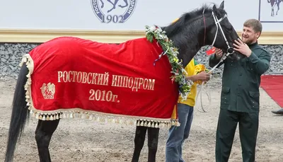 В Чехии пропал скаковой жеребец Кадырова - OstWest TV