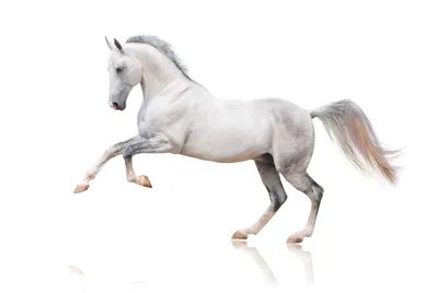 Лошади на белом фоне фото