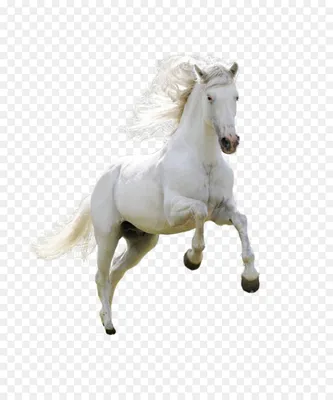 Симпатичные Лошади Мультфильм Прыжки На Белом Фоне — стоковая векторная  графика и другие изображения на тему Лошадь - Лошадь, Пони, Клип-арт -  iStock