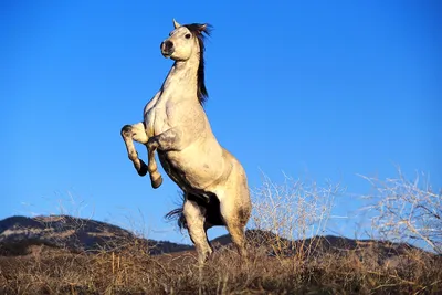 Статуэтка Конь на Дыбах в Москве купить в Мастерской Золотых Подарков