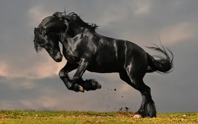 лошадь с воином на дыбах - Поиск в Google | Horses, Horse breeds, Friesian  stallion