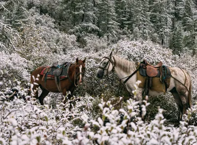 Majestic White Horse Galloping through Snowy Fields