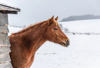 Белые Лошади В Снегу На Ферме В Колорадо. Фотография, картинки, изображения  и сток-фотография без роялти. Image 17741144