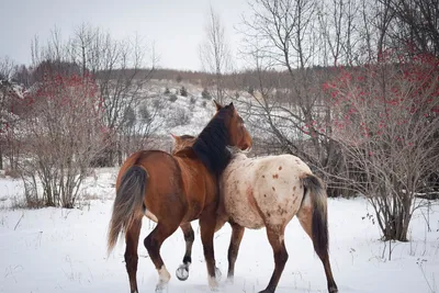 Снежная лошадь🐴🌨❄ красивая снежная …» — создано в Шедевруме