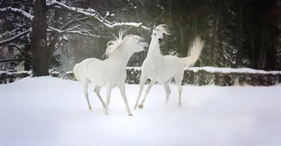 horse #snow #winter #лошадь #лошади #конь #снег #зима | Instagram