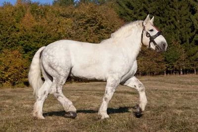 Own a Percheron. | Лошадиные породы, Лошади першерон, Любовь лошадей