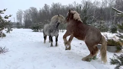 Першерон - фотографии - equestrian.ru