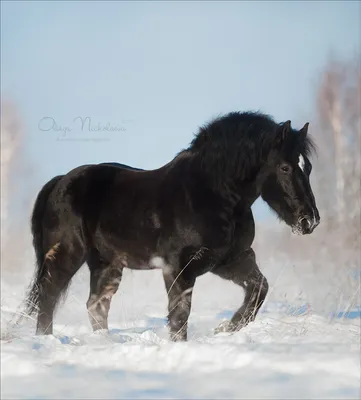 Cute Percheron Horse 💙 - Horse Riding | Лошадиные породы, Лошади першерон,  Красивые лошади