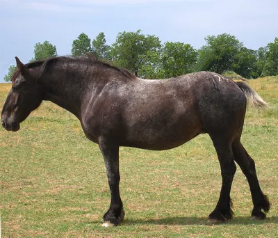 Першерон - фотографии - equestrian.ru