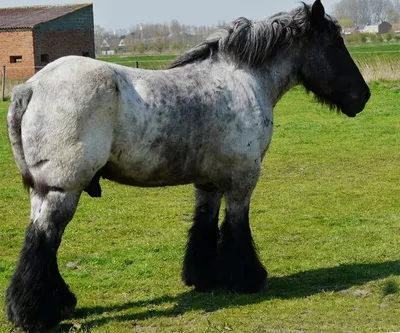 black pearchero | Percheron horses, Horses, Percheron