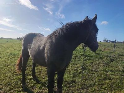 Перешерон Берни ❤️ Persheron horse #конь #богатырь #богатырскийконь #л... |  TikTok