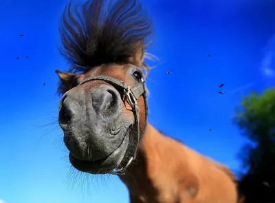 Усатые лошади » Приколы, юмор, фото и видео приколы, красивые девушки на  кайфолог.нет
