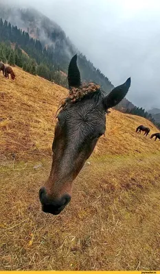 Самые смешные ПРИКОЛЫ С ЛОШАДЬМИ, Смешные лошади. Funny horse. — Видео |  ВКонтакте