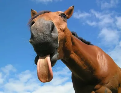 лошадь #horse #лошади... - Юмор, анекдоты, приколы | Facebook