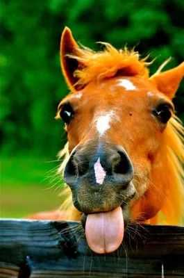 Смешной Портрет Лошади — стоковые фотографии и другие картинки Лошадь -  Лошадь, Юмор, Чёрный цвет - iStock