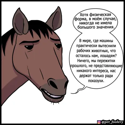 Horses | Смешные лошади, Фотографии лошадей, Веселые животные