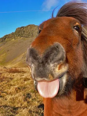 симпатичная лошадь с гривой и зубами, смешные картинки с лошадьми, лошадь,  смешной фон картинки и Фото для бесплатной загрузки