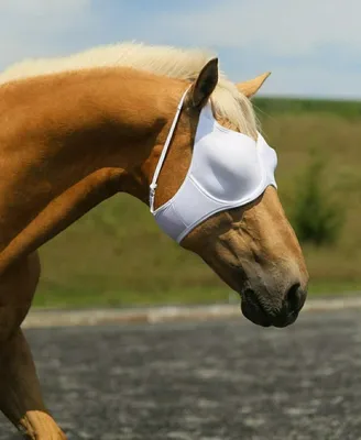 Смешные лошади в их конюшне Стоковое Фото - изображение насчитывающей  смотреть, юмористика: 84000122