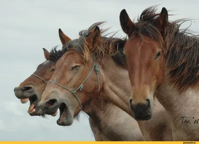Удивительные фотографии | Веселые животные, Забавные животные, Смешные  лошади