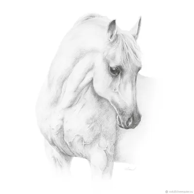 Horse on a white background | Иллюстрация лошади, Лошади, Графика