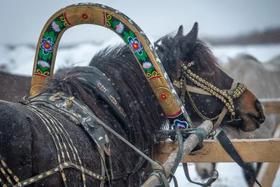 Лошади КСК Левадия, horse | серая лошадь, серая масть, лошад… | Flickr