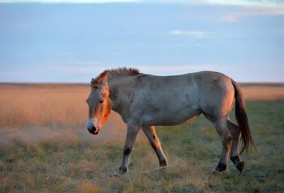 Stallion and young MARY getting acquainted । Спаривание лошадей - YouTube