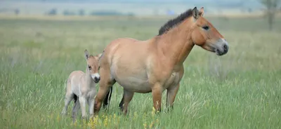 Beautiful horses