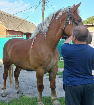 Самые большие лошади в мире: породы и их представители