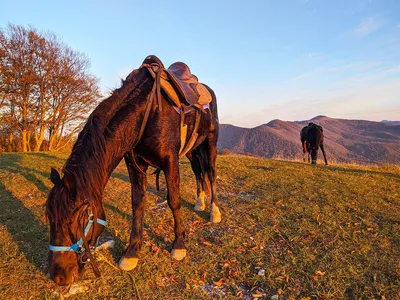 Лошади в горах на кавказе | Премиум Фото