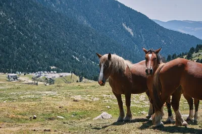 wild horses in the mountains дикие лошади в горах Ubvfkfb Stock Photo |  Adobe Stock