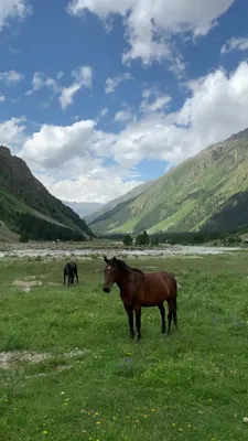 Лошади осенью в горах - 70 фото