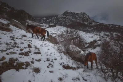 Лошади в горах Altai, Российской Федерации Стоковое Фото - изображение  насчитывающей ангстрома, держатель: 76671544