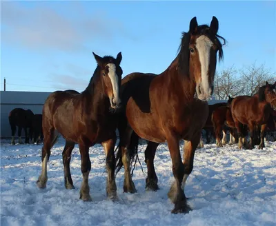 Владимирский тяжеловоз - фотографии - equestrian.ru