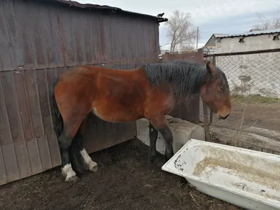 Владимирский тяжеловоз — сила, красота и добродушие - KP.RU